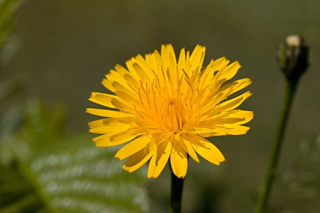 voornes duin tenellaplas Quackjeswater natuur natuurgebied natuurmonumenten hdr duinen Zuid Hollands landschap polder bossen natuurreservaat Natura 2000